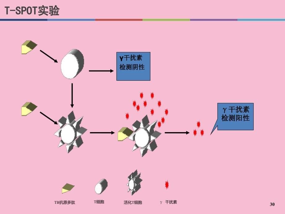 干扰素释放试验ppt课件_第5页