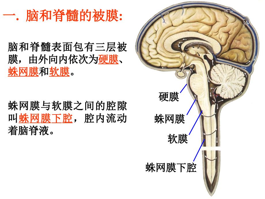 被膜、脑室、脑脊液和血管_第3页