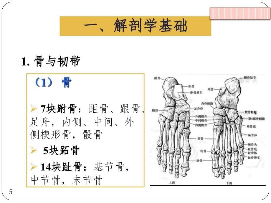 关节运动学,足和足弓PPT精品文档_第5页