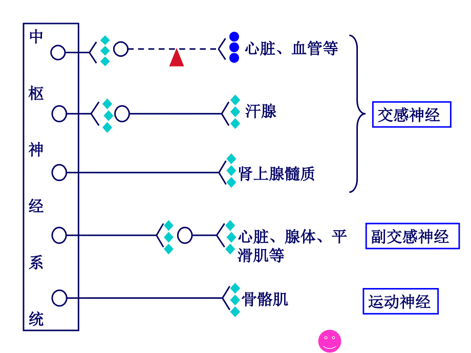 第五-第八章 传出神经系统药理_第4页