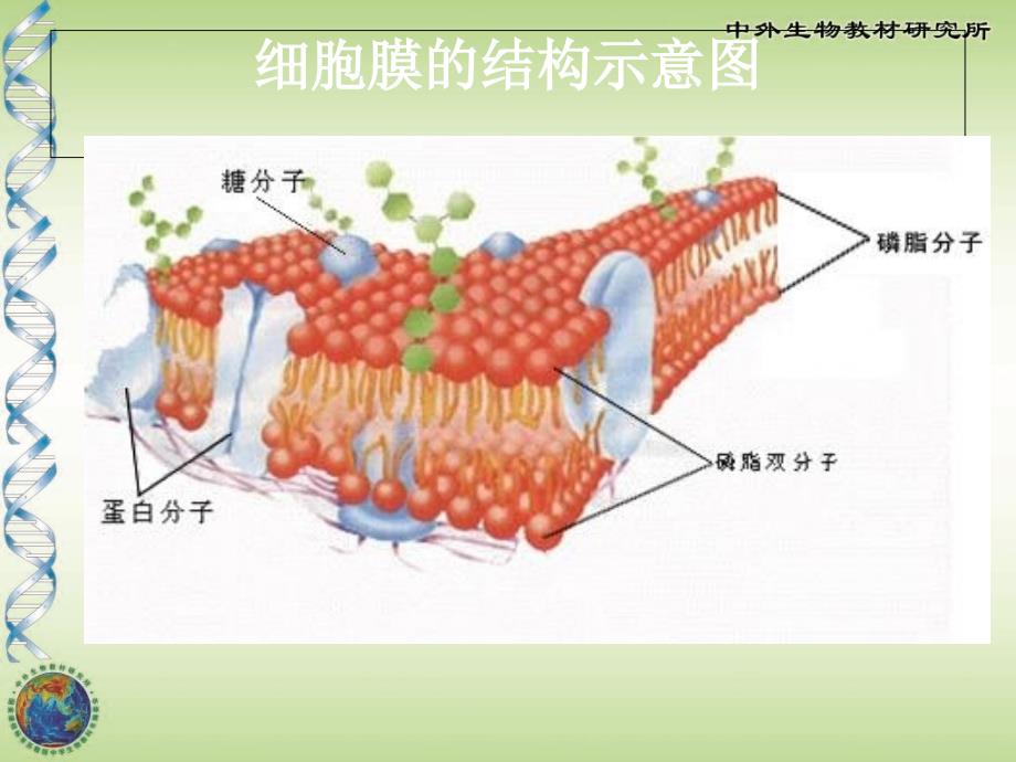 动植物细胞的结构和功能PPT课件_第4页