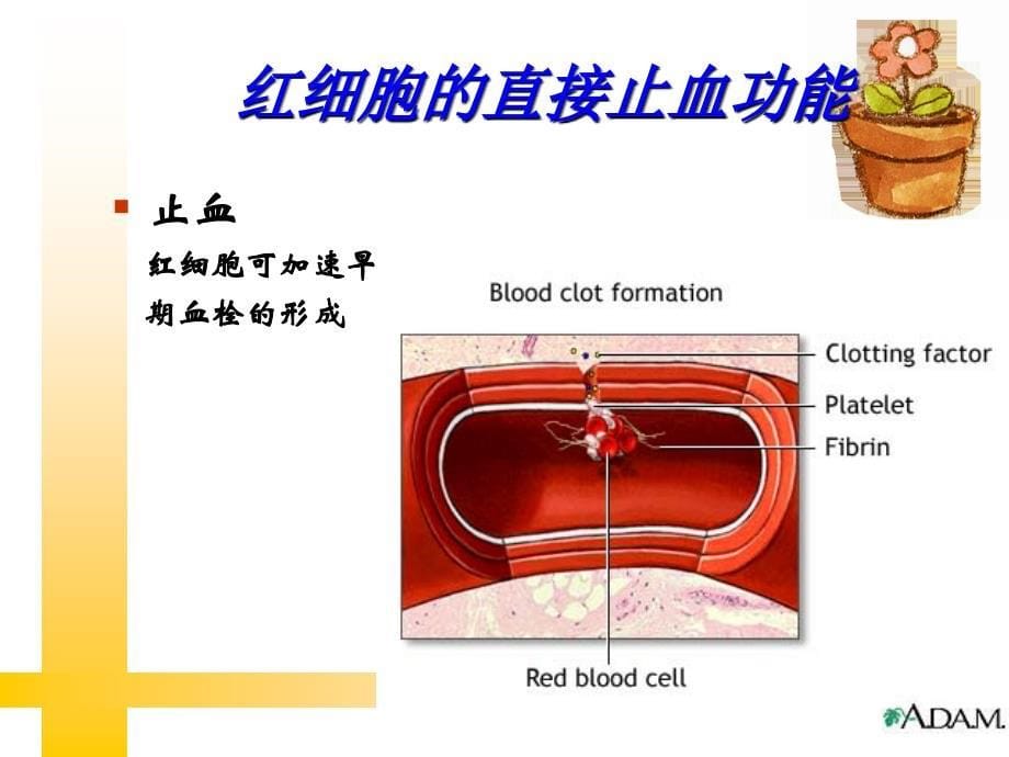 凝血因子-中国献血网_第5页