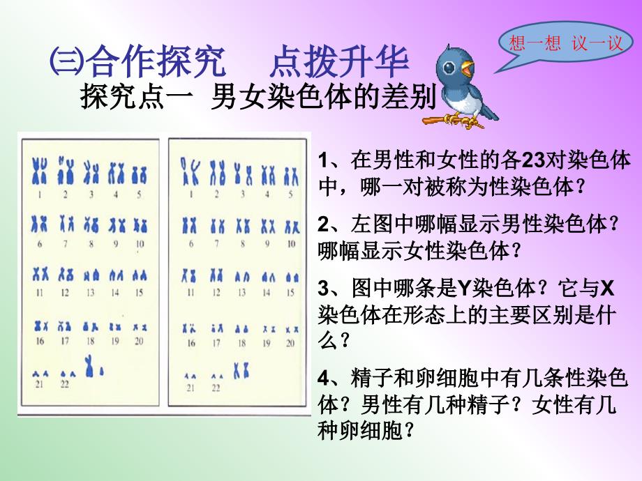 八年级生物下册 第七单元 第二章 第四节 人的性别遗传课件 新人教版.ppt_第4页