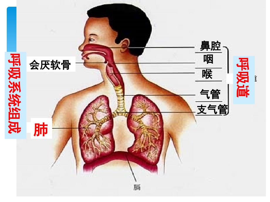 七年级生物下册 第三章 第一节呼吸道对空气处理_第3页