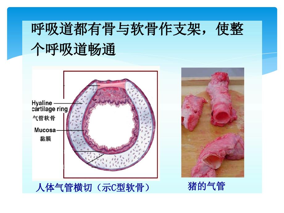 七年级生物下册 第三章 第一节呼吸道对空气处理_第4页