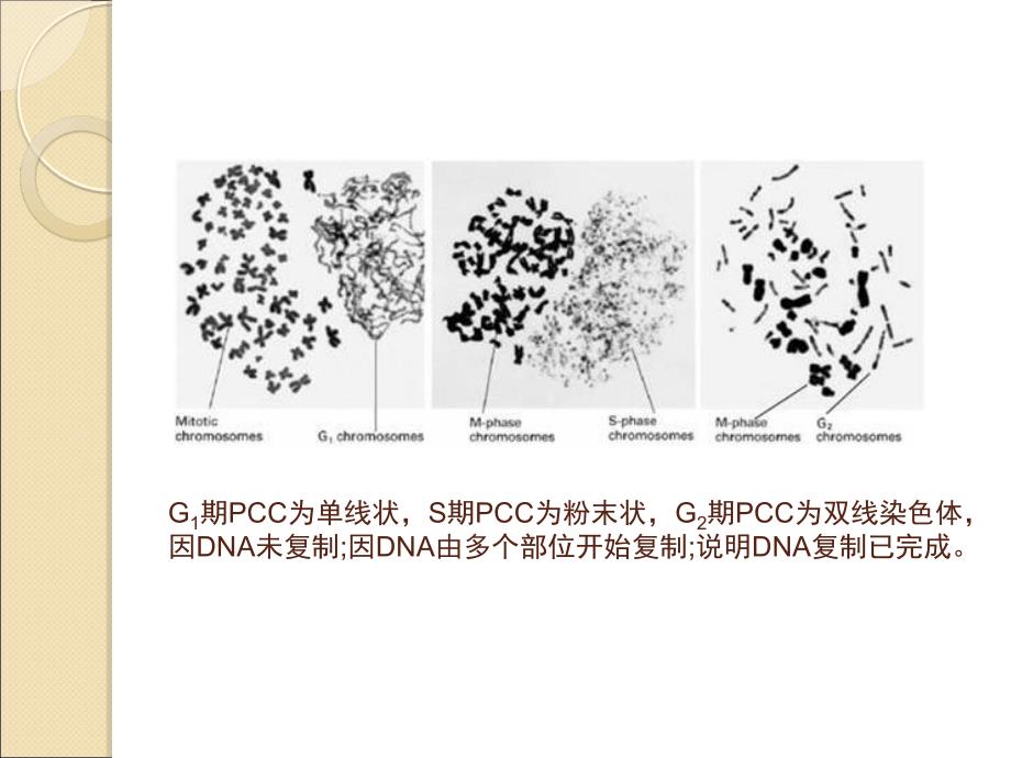 细胞周期调控(精)课件_第3页