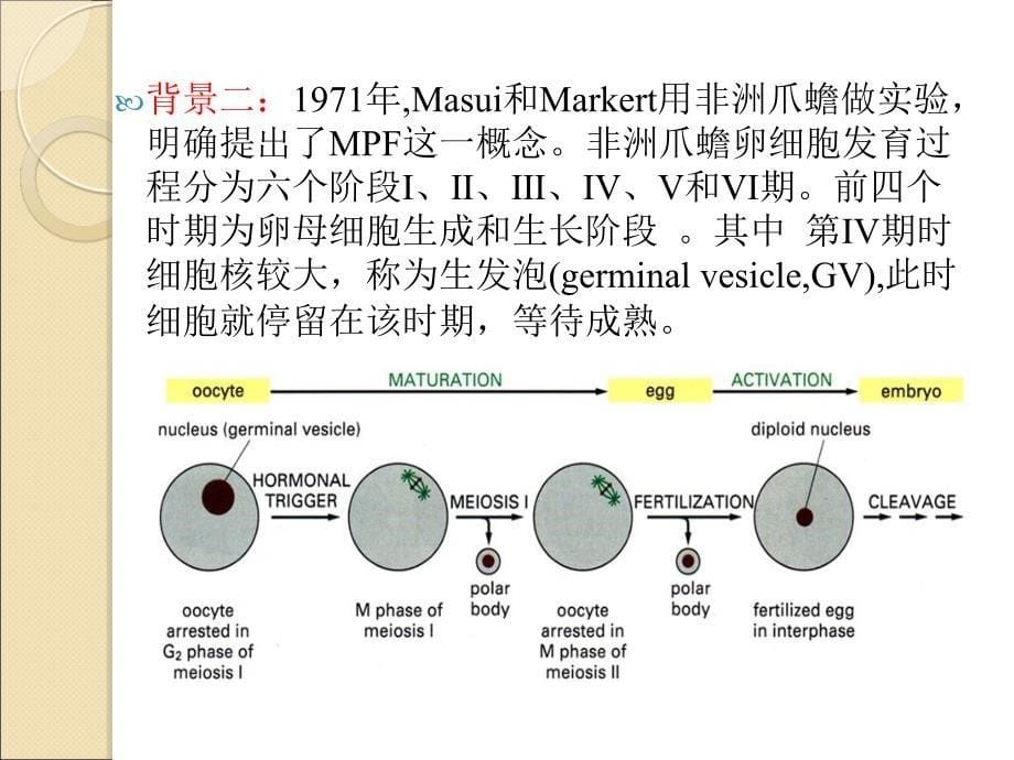 细胞周期调控(精)课件_第5页