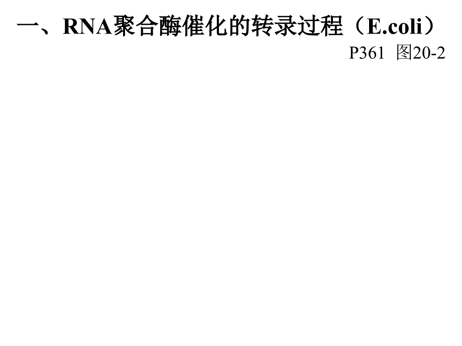 1420RNA的生物合成1_第4页