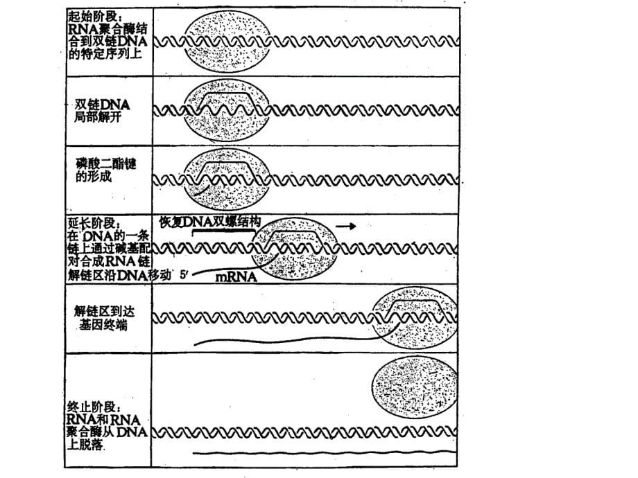 1420RNA的生物合成1_第5页