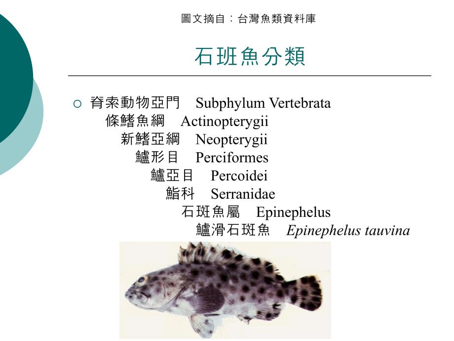 养殖石斑鱼彩病毒感染症养殖石斑鱼(Epinephelusspp.)虹彩样病毒._第2页