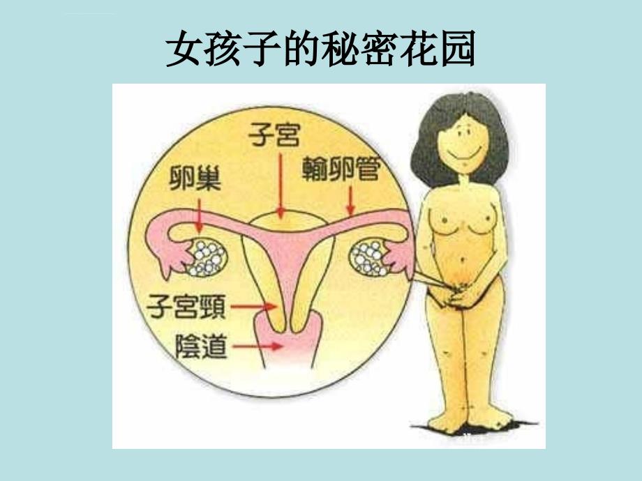 女生早期性教育（生理卫生课）ppt课件_第2页