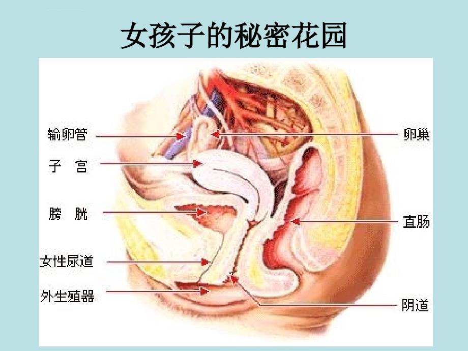 女生早期性教育（生理卫生课）ppt课件_第4页