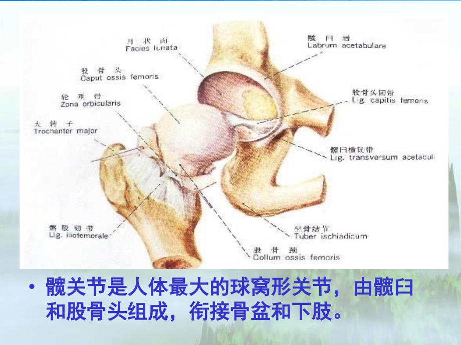 髋关节手术入路解剖学ppt课件_第3页