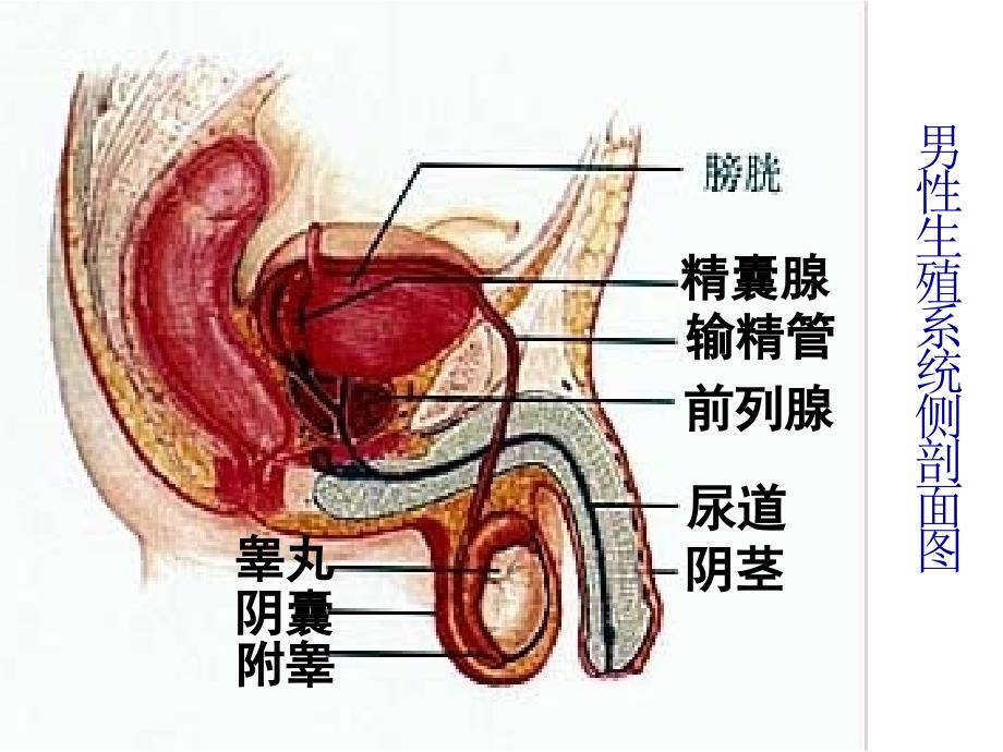 第二节人的生殖课件_第4页