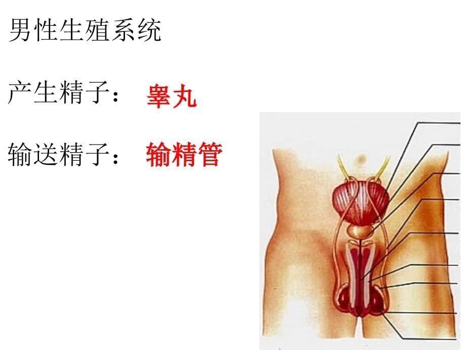 第二节人的生殖课件_第5页