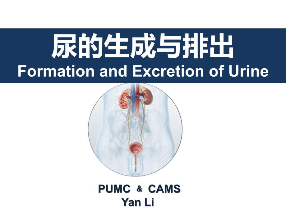 生理学教学课件：20年尿的生成与排出 医大八年制——闫莉3_第1页