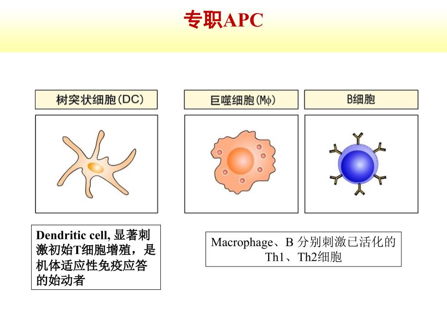 抗原提呈细胞与抗原的处理及提呈_第3页