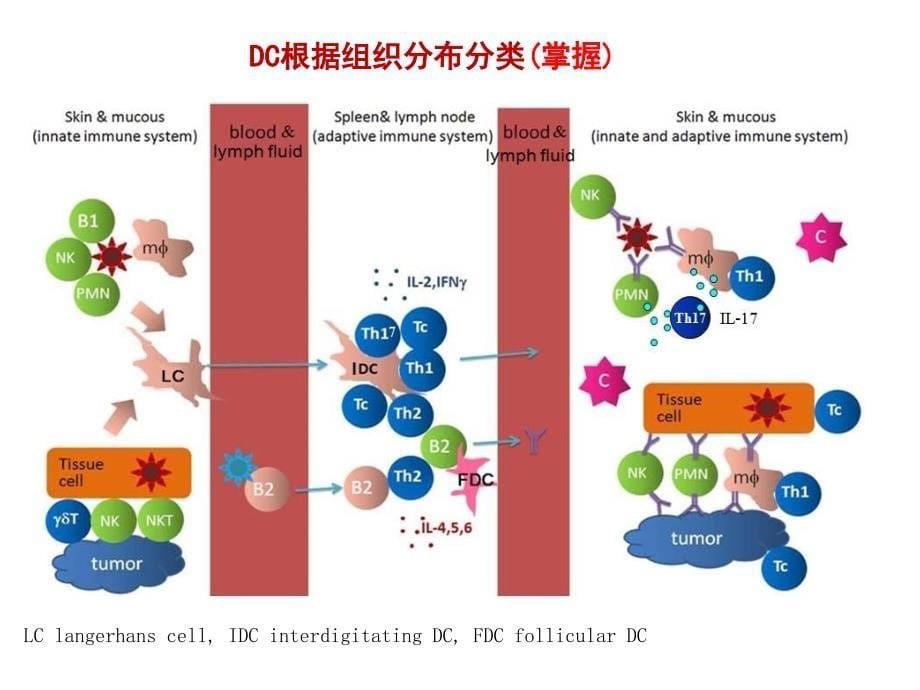 抗原提呈细胞与抗原的处理及提呈_第5页