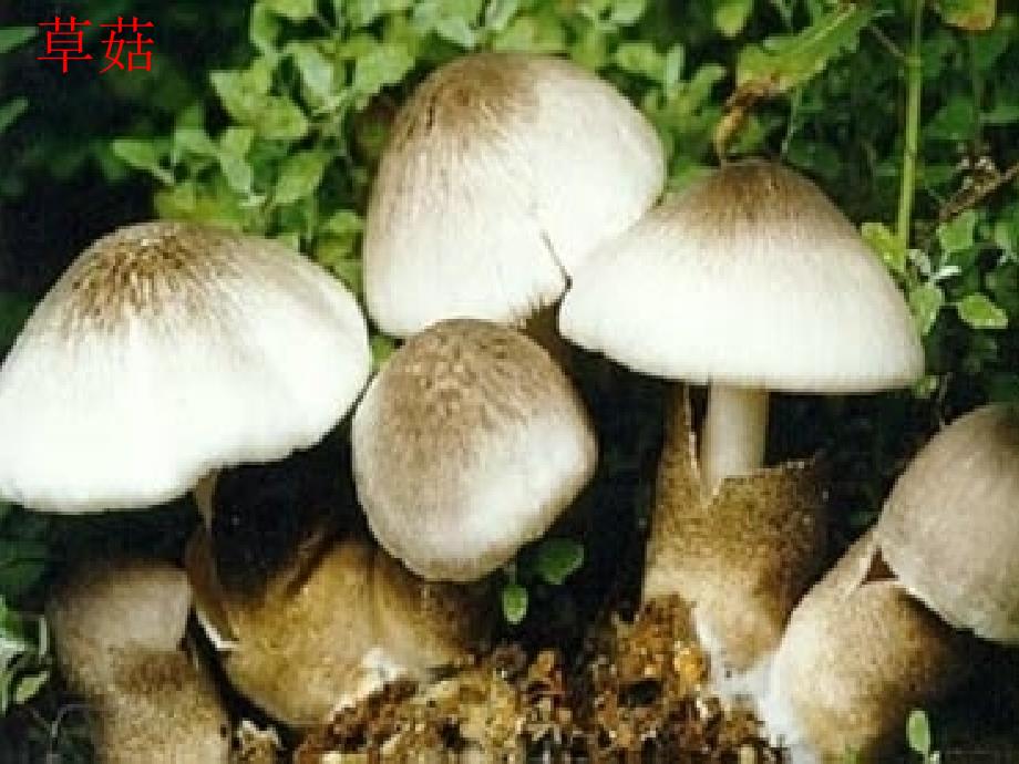 人教版八年级生物真菌_第3页