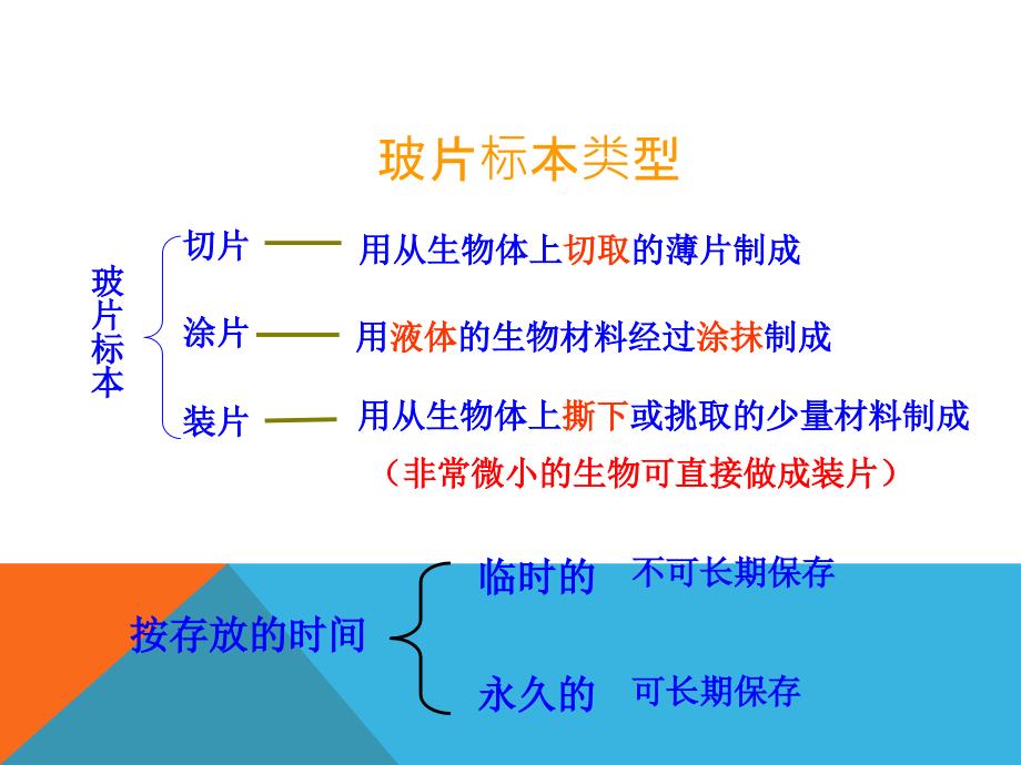 观察动植物细胞的结构实验_第3页