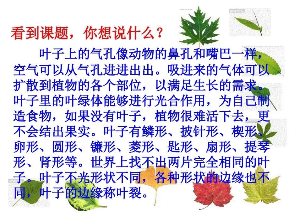 做一片美的叶子两课时.ppt_第5页