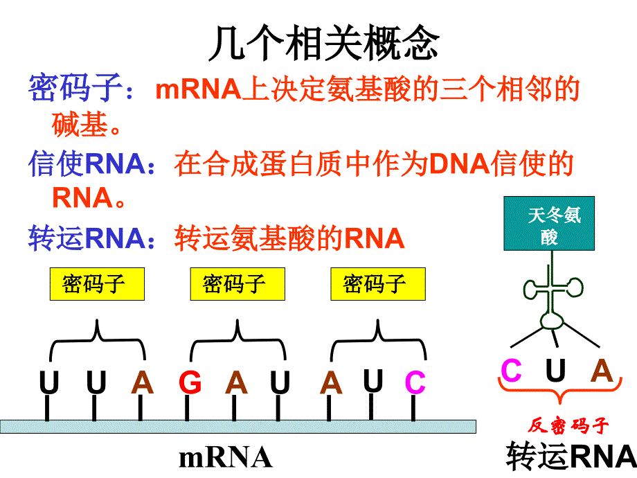 第11单元基因的表达_第4页