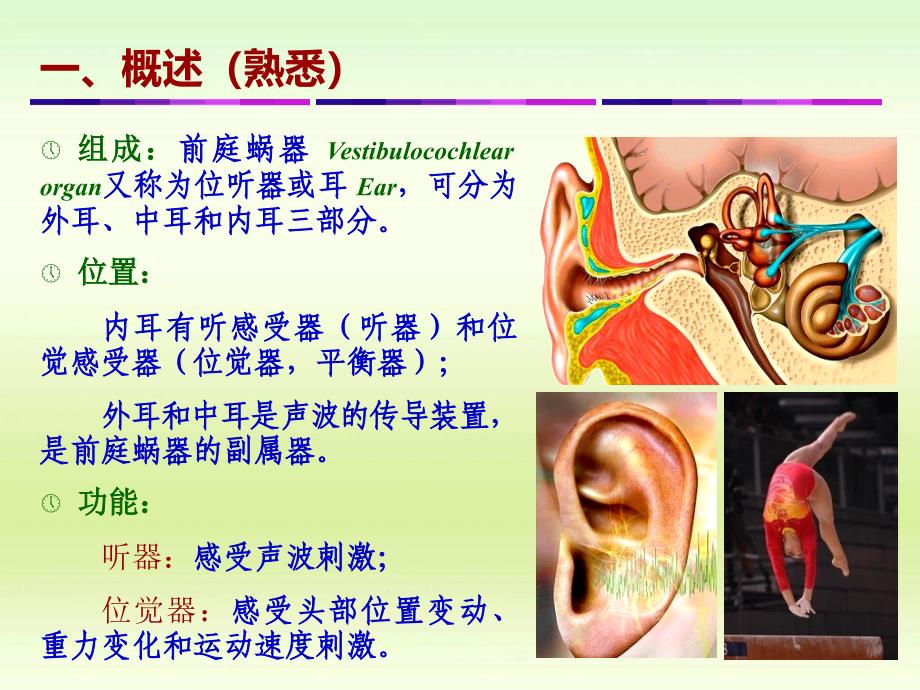 《前庭蜗器》PPT课件_第4页