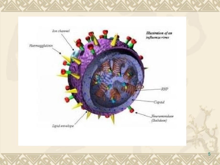 流感的相关知识及实验室检测ppt课件_第5页