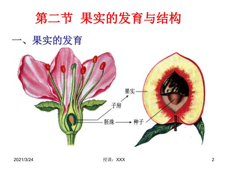 果实的发育与结构》PPT课件_第2页