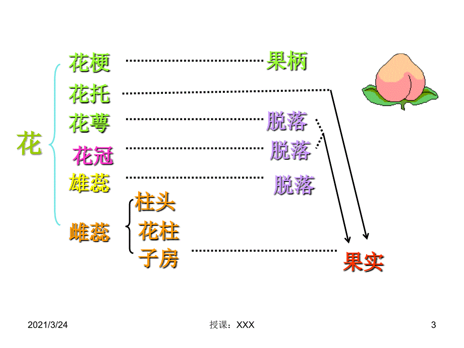 果实的发育与结构》PPT课件_第3页