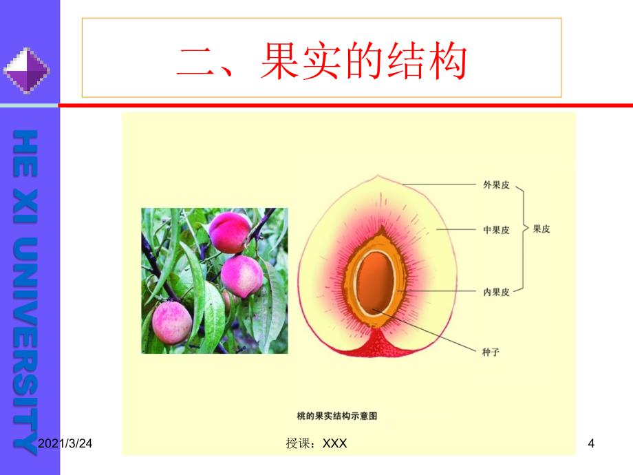 果实的发育与结构》PPT课件_第4页