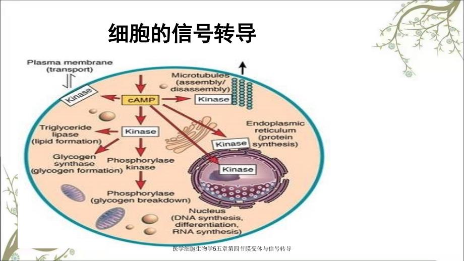 医学细胞生物学5五章第四节膜受体与信号转导_第1页