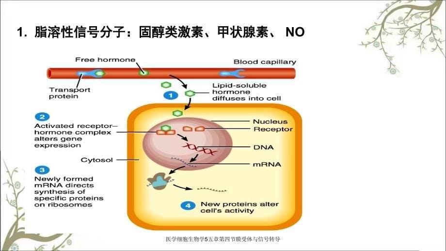 医学细胞生物学5五章第四节膜受体与信号转导_第5页