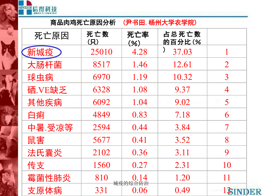 城疫的综合防治课件_第4页