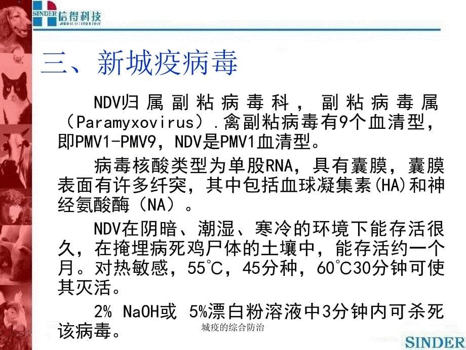 城疫的综合防治课件_第5页