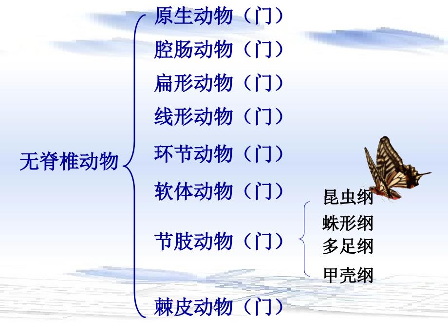 人教版八上第五单元第一章第一节腔肠动物和扁形动物共63张PPT_第4页