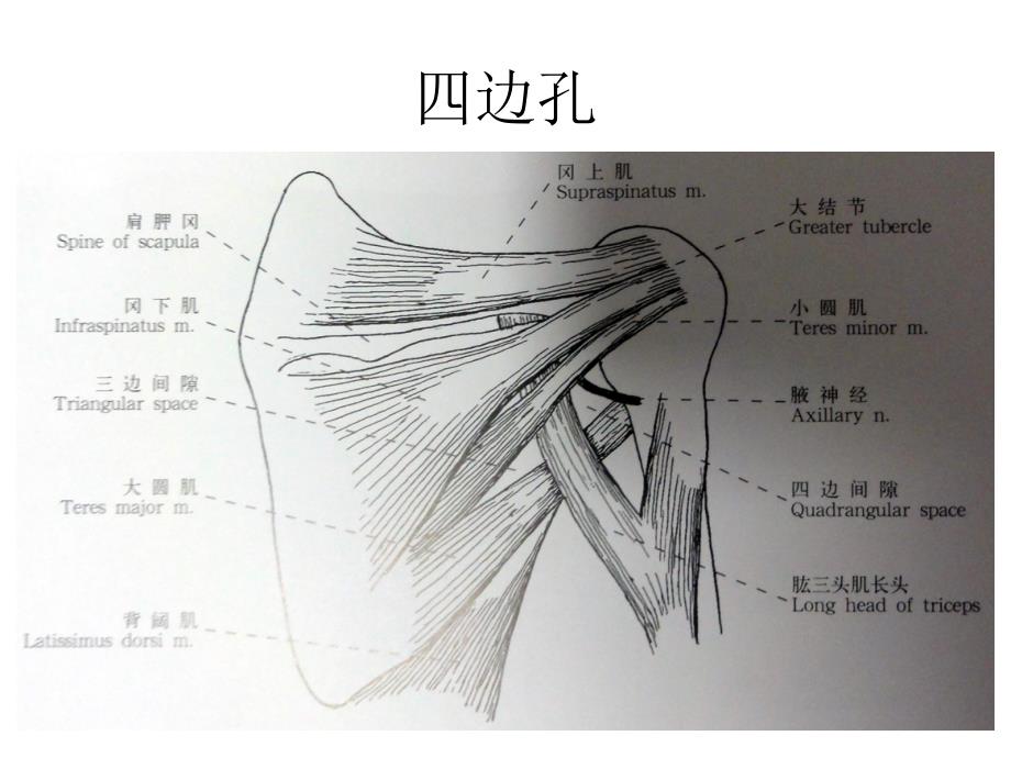 《四边孔综合征》PPT课件_第3页