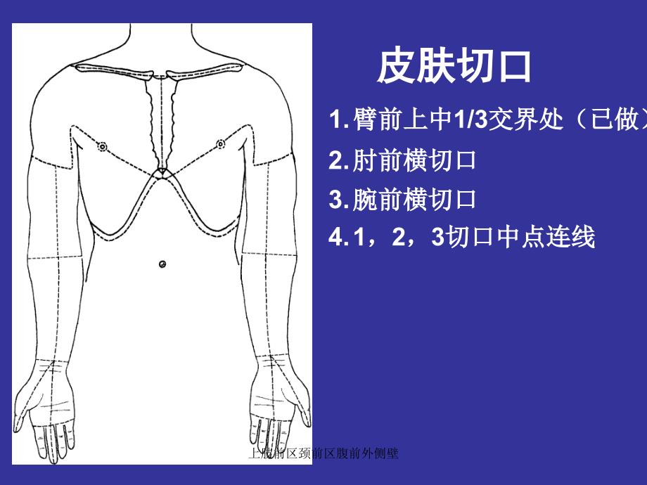 上肢前区颈前区腹前外侧壁课件_第4页