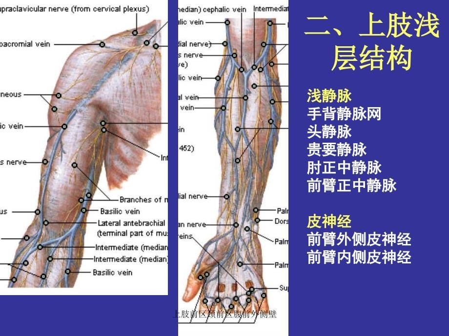 上肢前区颈前区腹前外侧壁课件_第5页