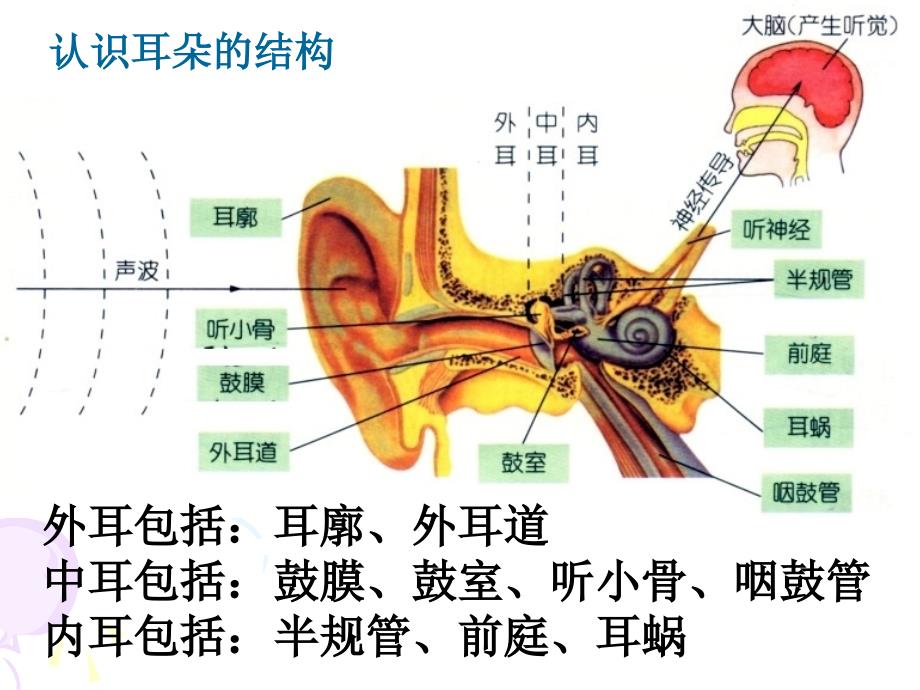 【新教材】2.3《耳和听觉》(正式上课用)_第3页