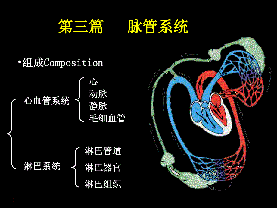 心血管系统PPT课件_第1页