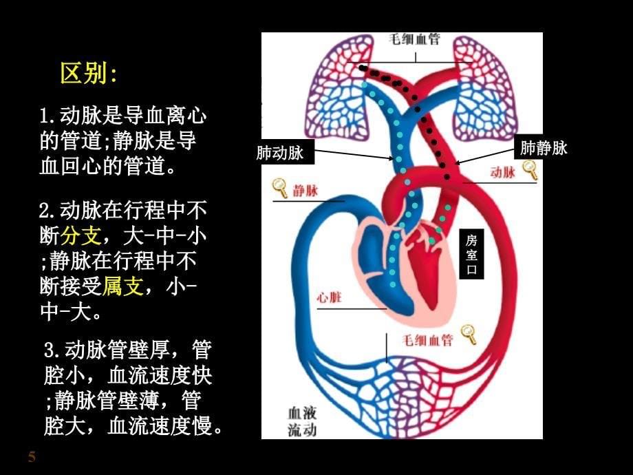 心血管系统PPT课件_第5页