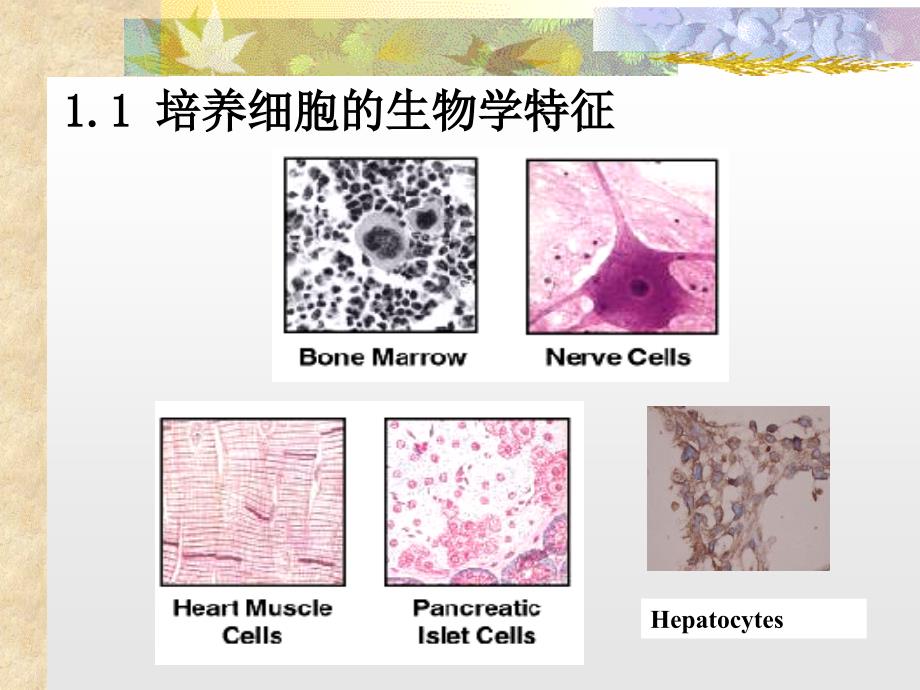 动物细胞培养技术_第3页