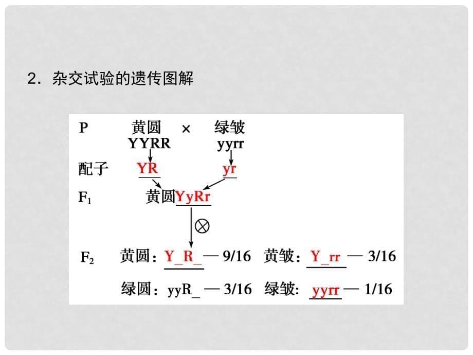 高考生物大一轮总复习 5.14 孟德尔的豌豆杂交实验（二）课件 新人教版必修2_第5页