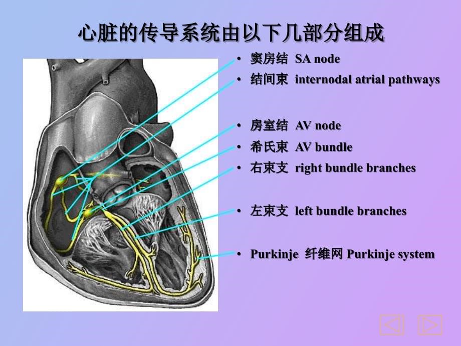 心电图学教学彩图完整版、完美奉献_第5页