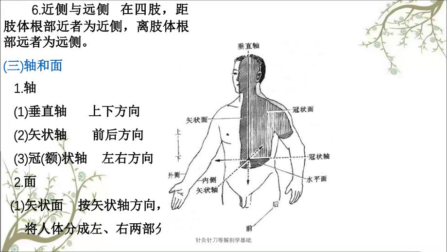 针灸针刀等解剖学基础课件_第4页