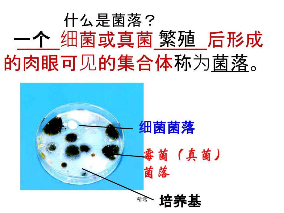 细菌、真菌、病毒(复习)ppt课件_第2页