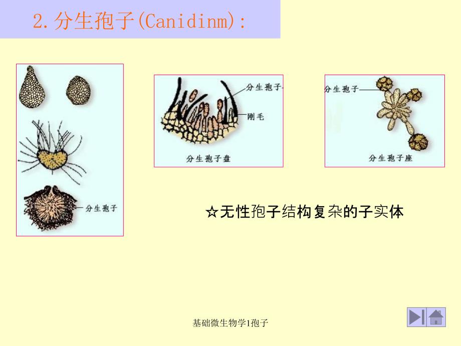 基础微生物学1孢子课件_第4页