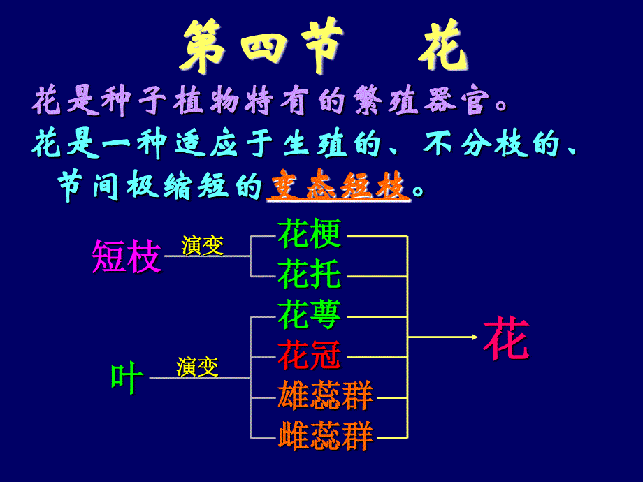 潘晓军药用植物学第四节 花_第1页