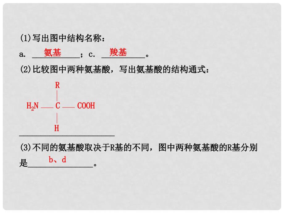 高中生物 1.2.2细胞中的生物大分子(二)课件 苏教版必修1_第3页